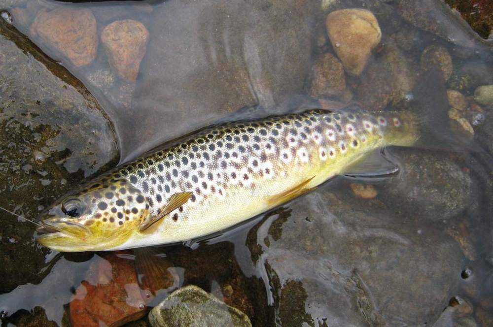 Wild brown trout