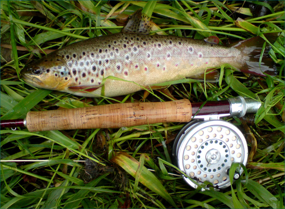 Wild Scottish Brown Trout