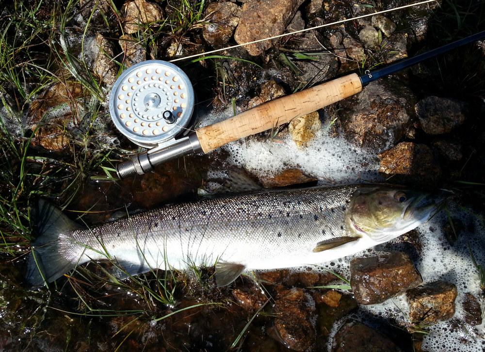 Sea trout from a loch on Skye